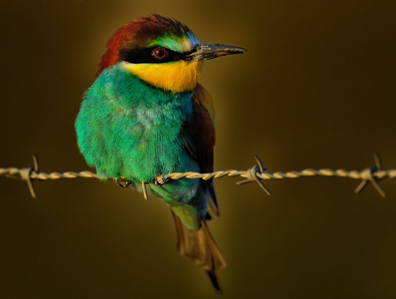 Detalle de pico roto Birding Doñana, Jaime Blasco