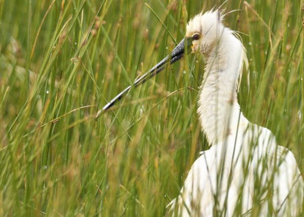 Espátula en Doñana