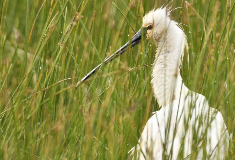 Espátula en Doñana