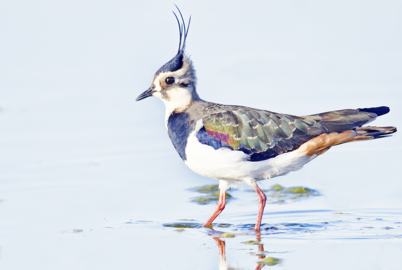 #Doñana se extingue