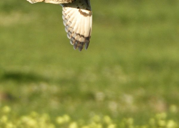 Vuelo del campestre .