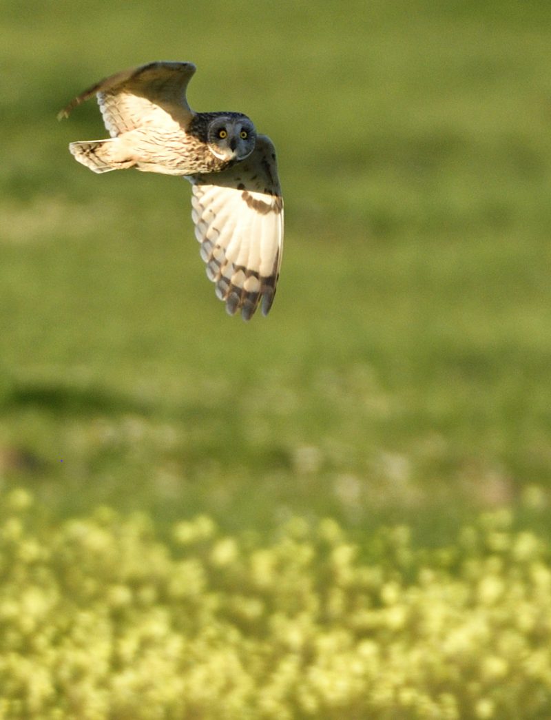 Vuelo del campestre .