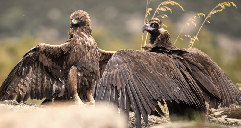 Jaime Blasco, Birding Doñana