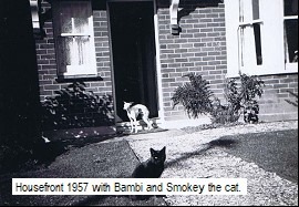 A cat and a dog outside a house Description automatically generated with medium confidence