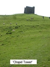 A group of sheep grazing in a field Description automatically generated with low confidence