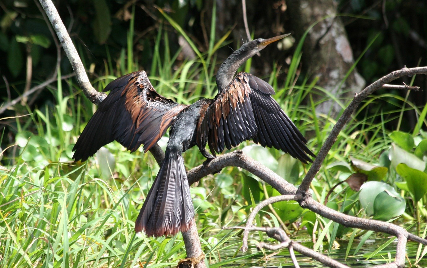 A picture containing bird, outdoor, tree, grass Description automatically generated