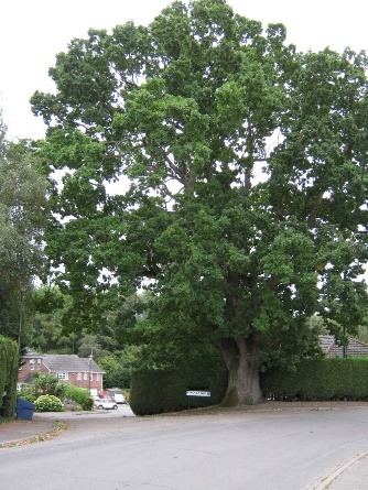 A picture containing tree, outdoor, plant, oak Description automatically generated