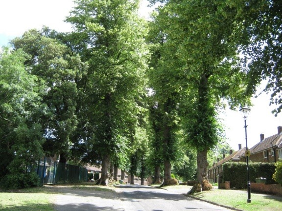 A road with trees on the side Description automatically generated with low confidence