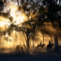 Grupp med hästar som rids i solnedgången