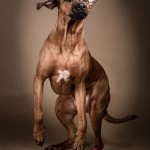 Hundporträtt