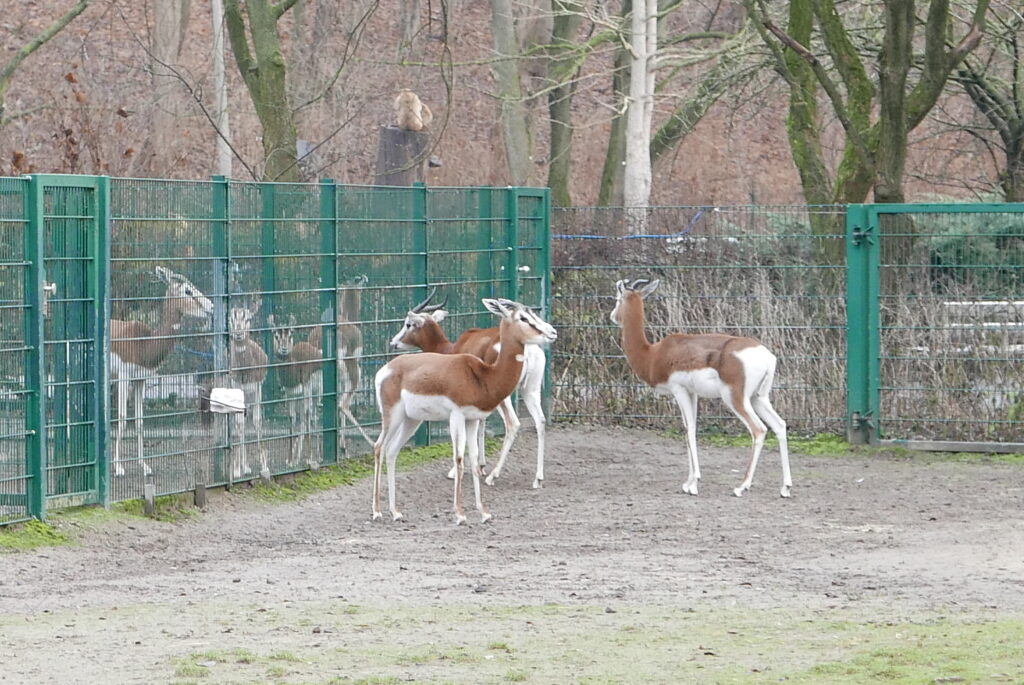 Gazelles at the Zoo