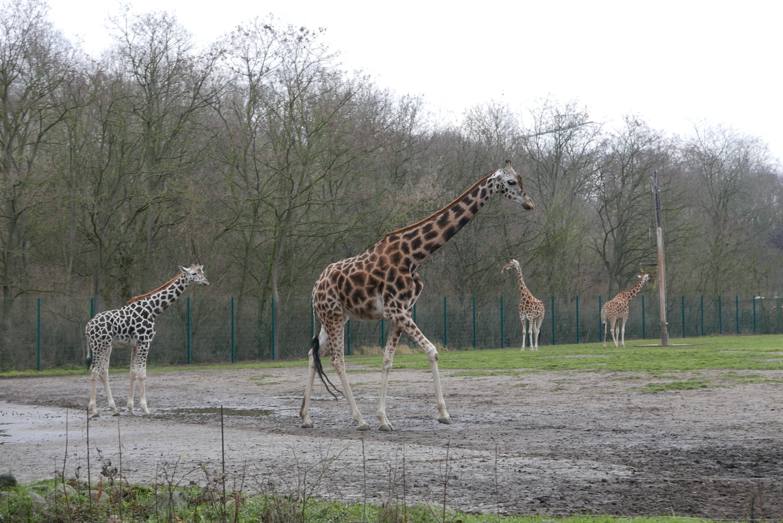 Giraffe