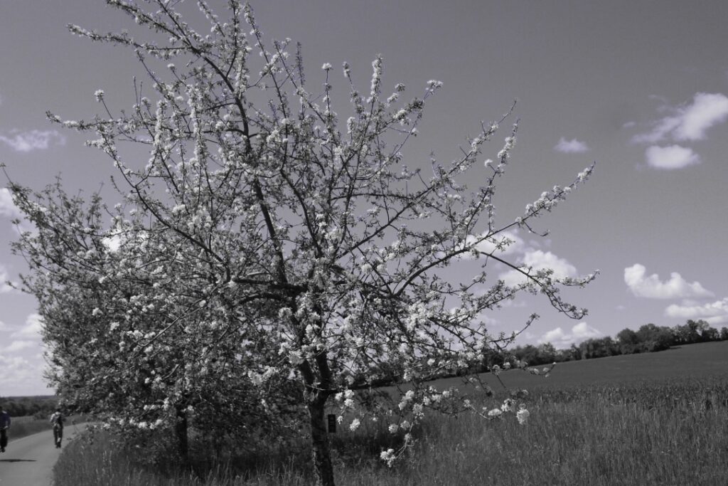 A fruit tree