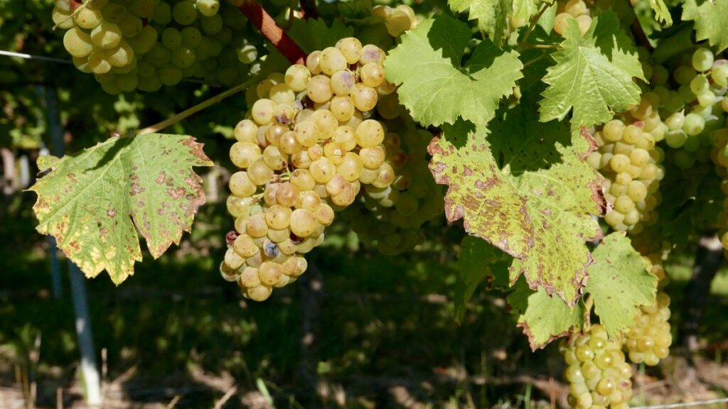 Grapes waiting for harvesting