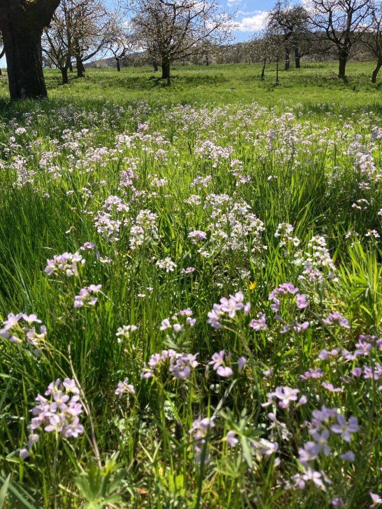 Lavender Flowers