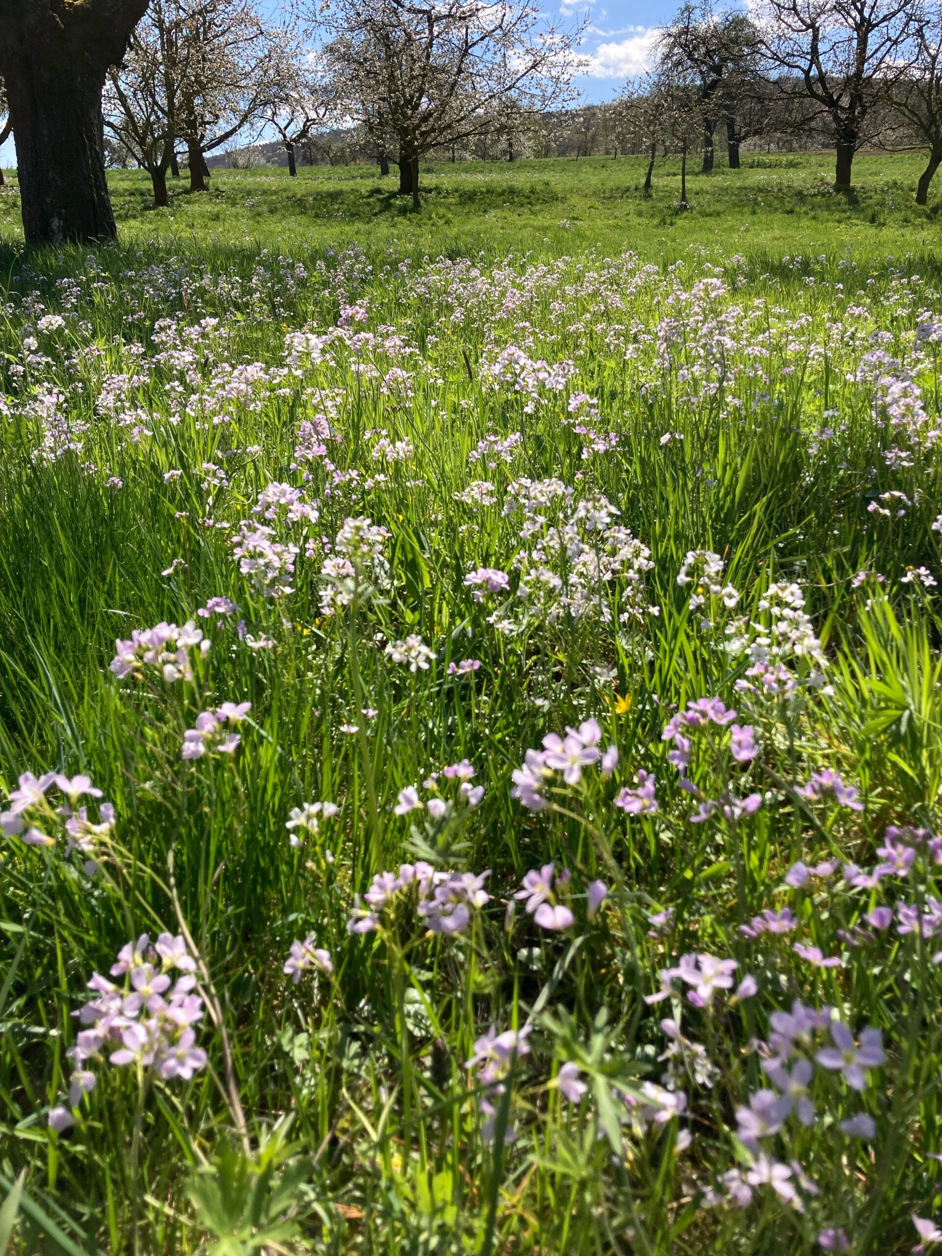 Lavender Flowers