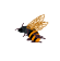 bee bee