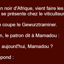 Un africain va en Alsace faire les vendanges
