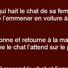 Il abandonne le chat de sa femme à 90 km de la maison