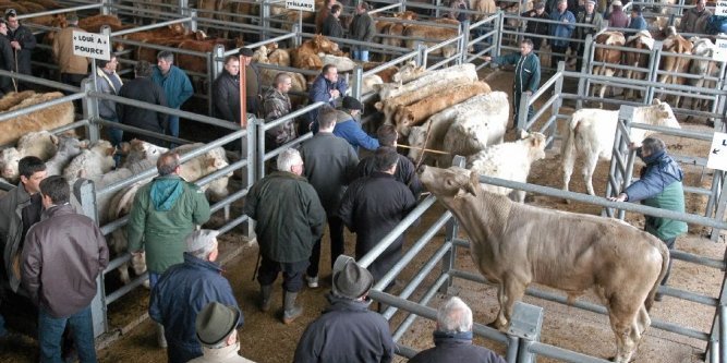 C’est un vieux paysan, au marché, qui essaie de vendre sa vache