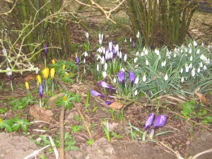 Forårsblomster