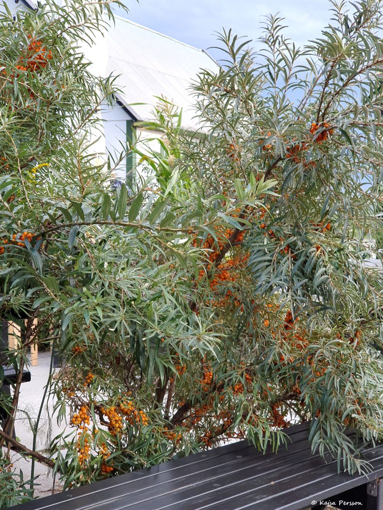 Havtornsbuske full med orangea bär framför ett brunt bord på Hörte Brygga