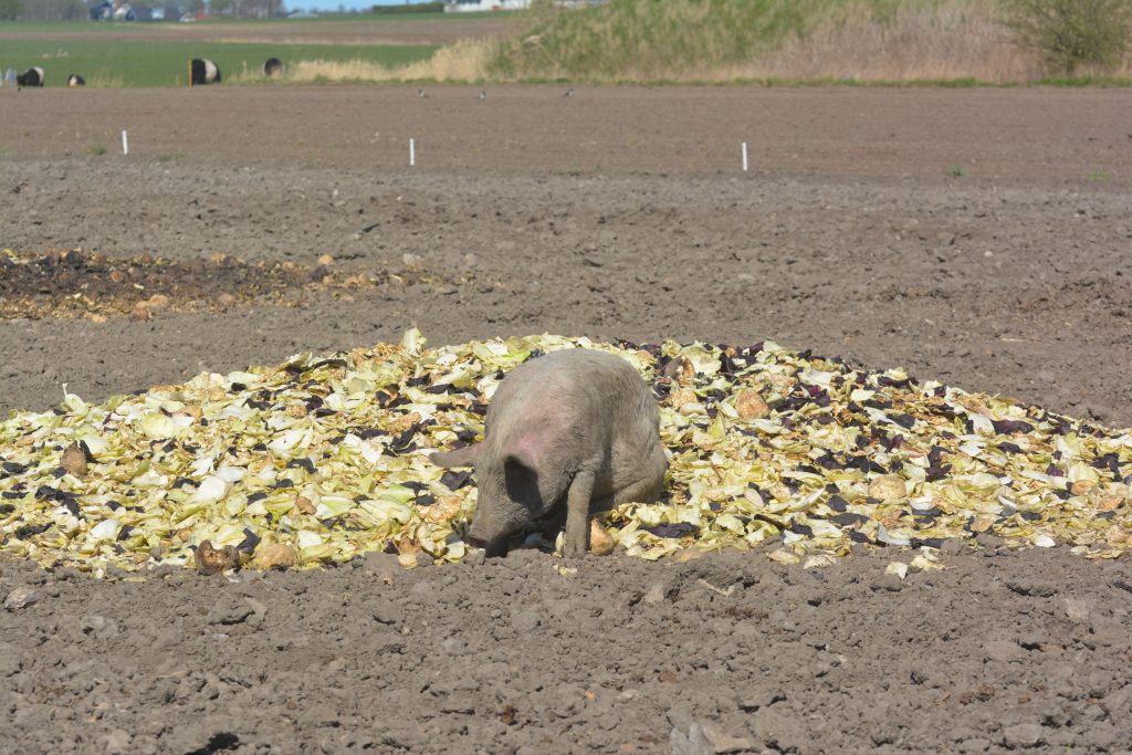 Lycklig gris i en kål hög på Ekebogård