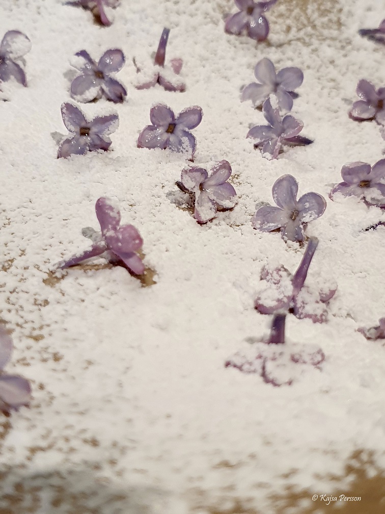 Kanderade syrenblommor med florsocker