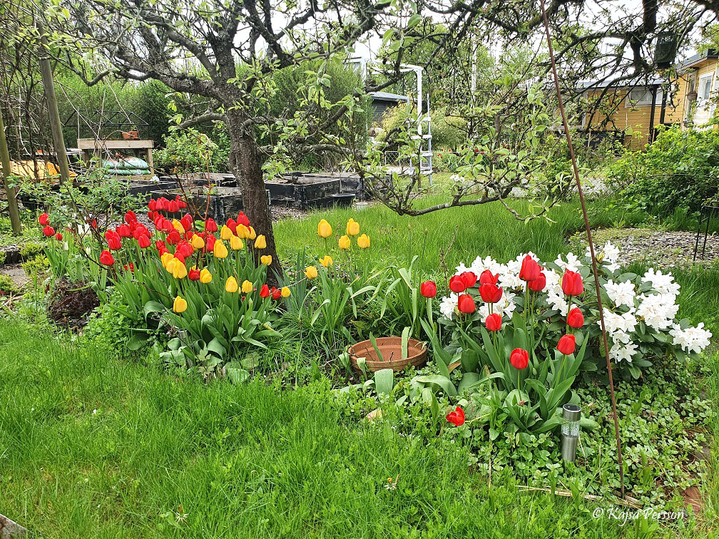 Maj i koloniträdgården och tulpanerna förför i bland kaoset