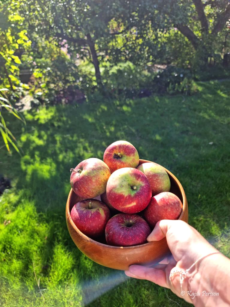 Äpple i en träskål