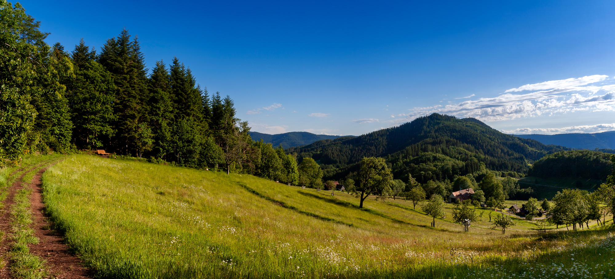 Sommer im Schwarzwald