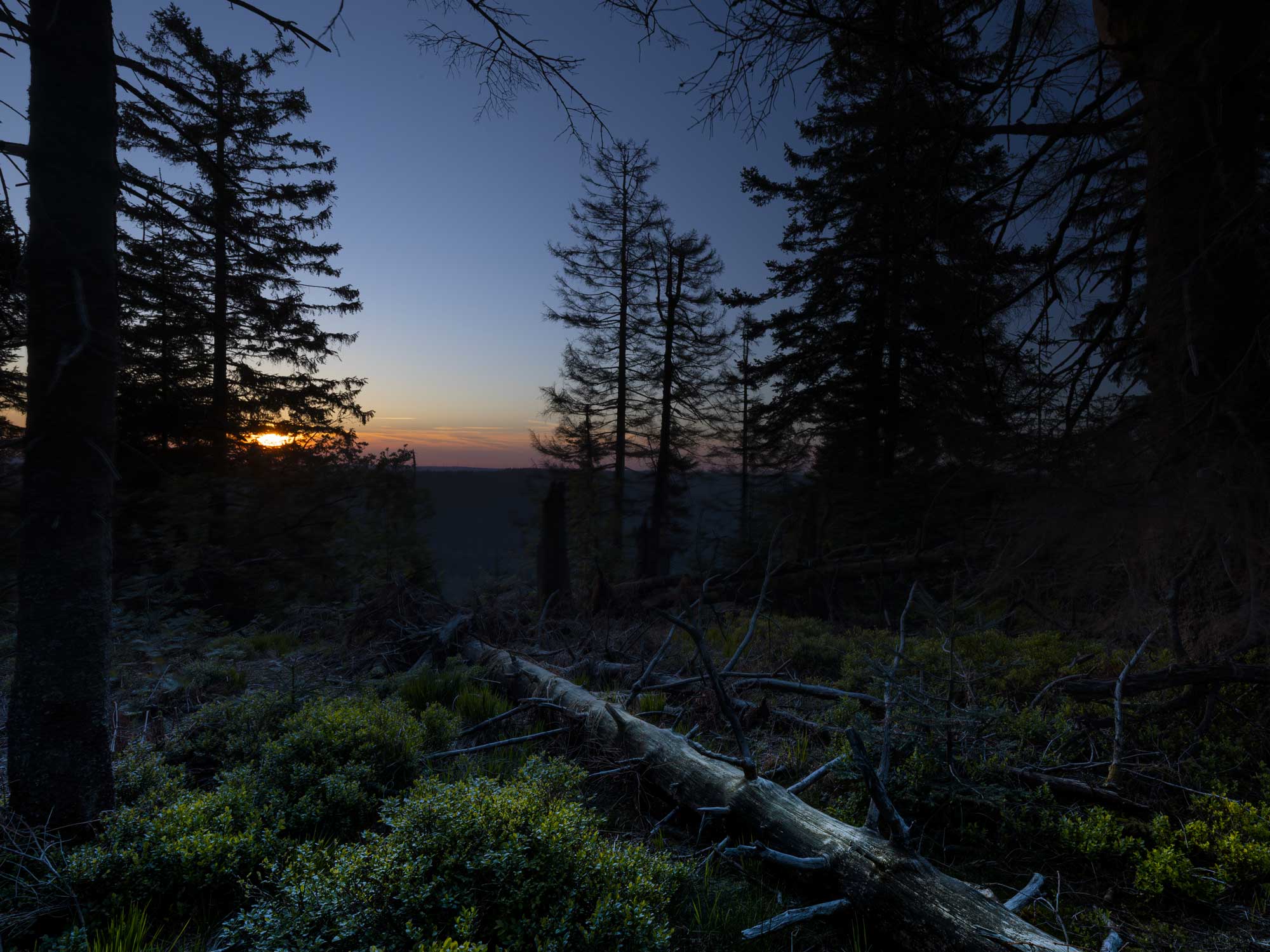 Sonnenaufgang im Schwarzwald