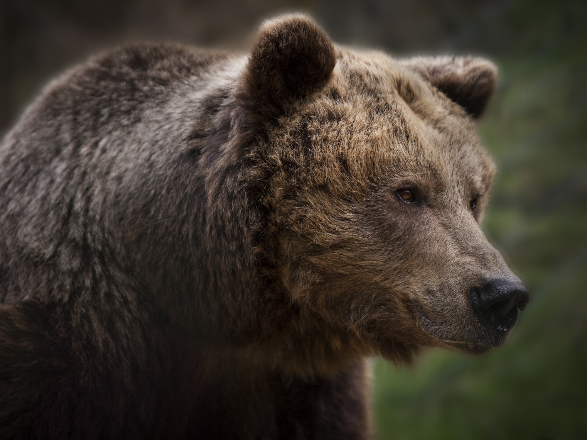 Braunbär