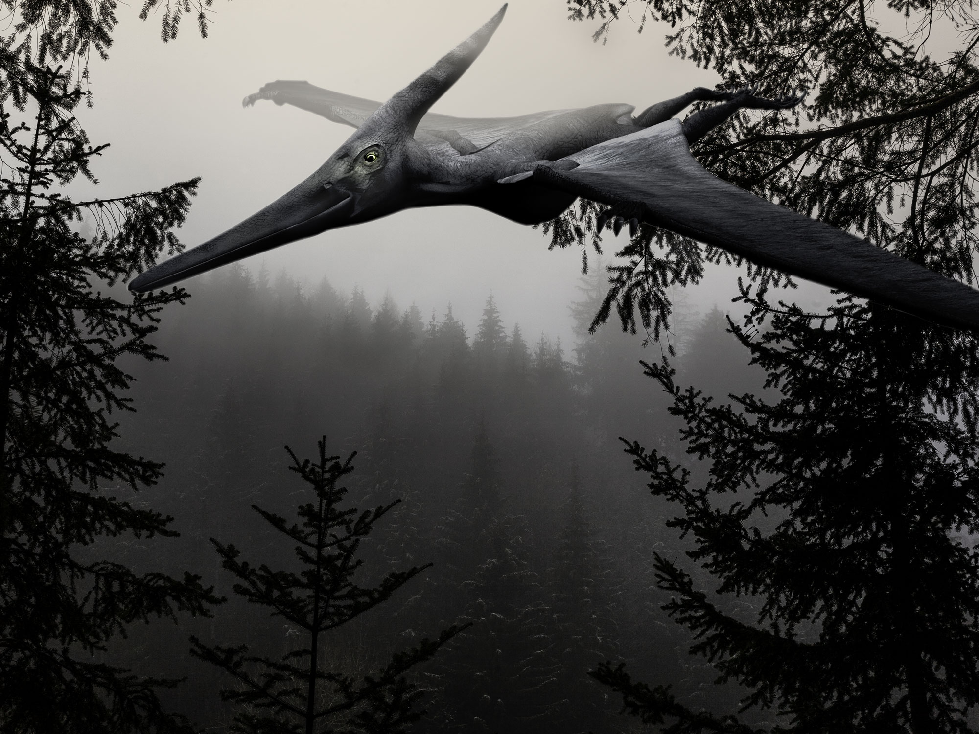 Pterodactyle im Schwarzwald