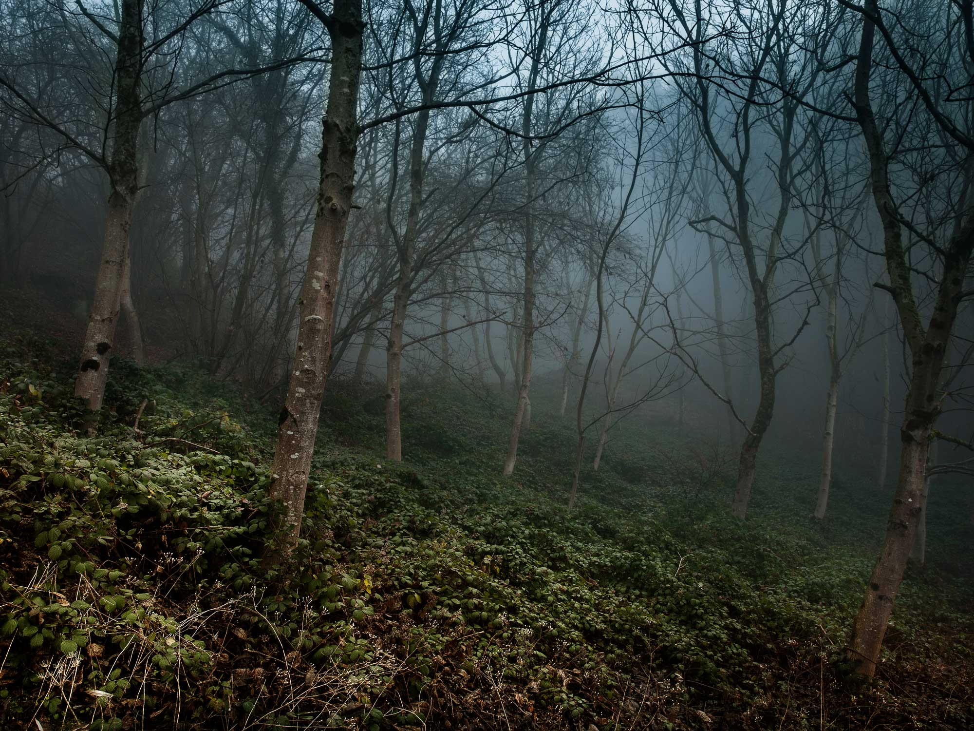 Nebel im Wald