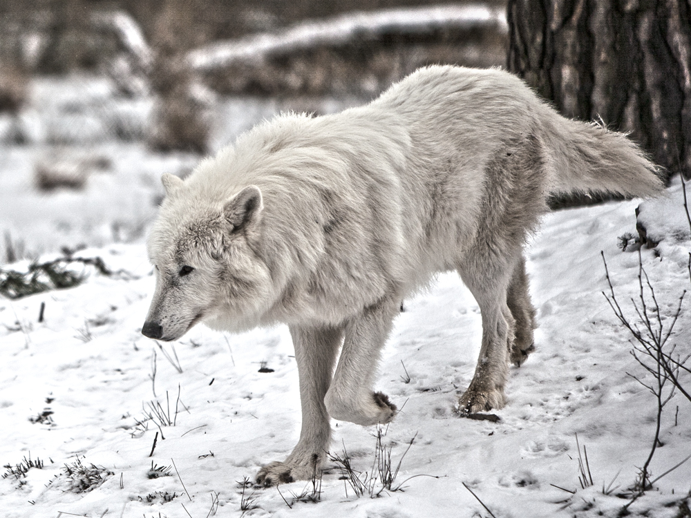 Polarwolf Polarwolf