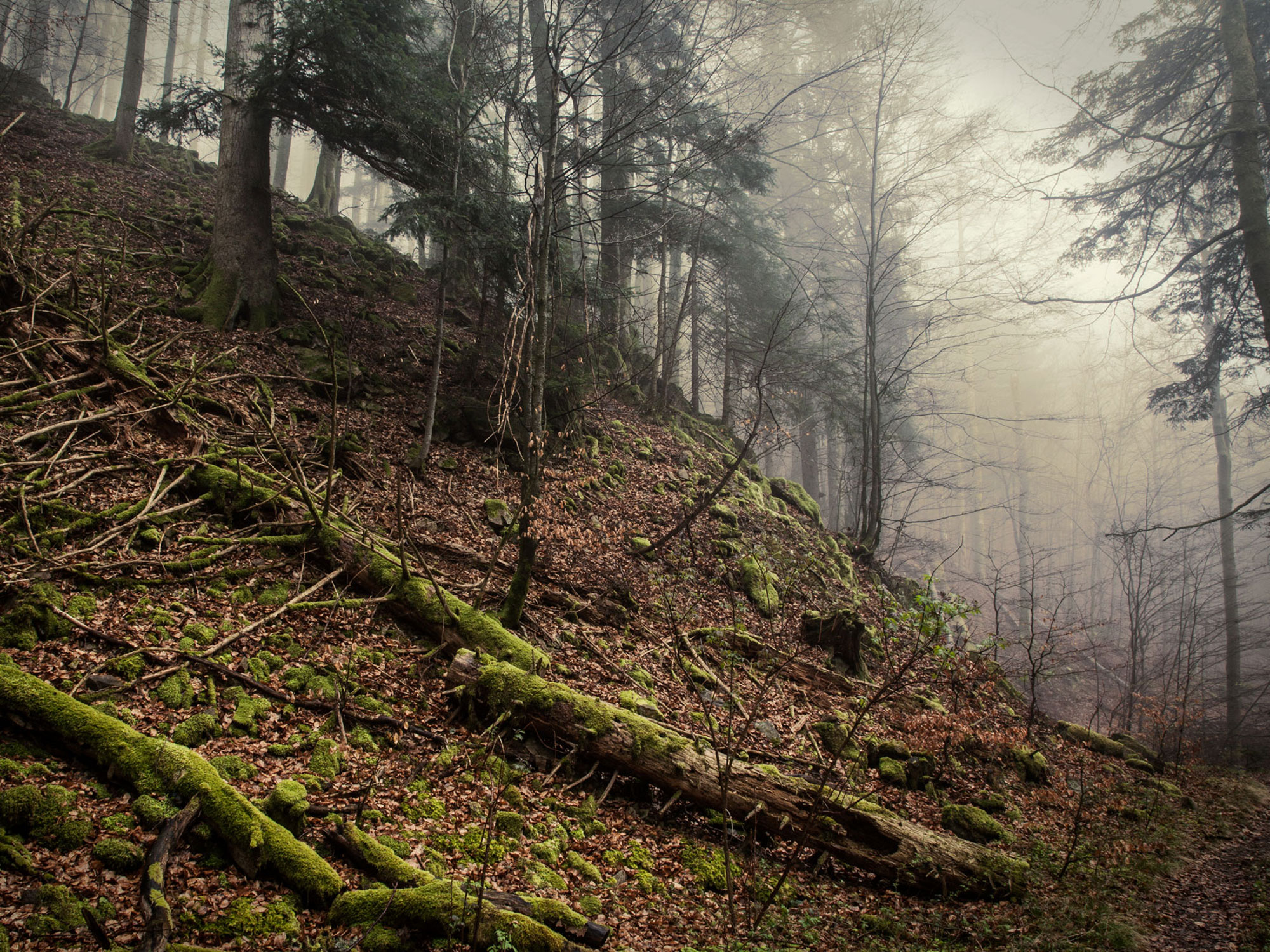 Auf dem Schluchtensteig durch die Wehraschlucht