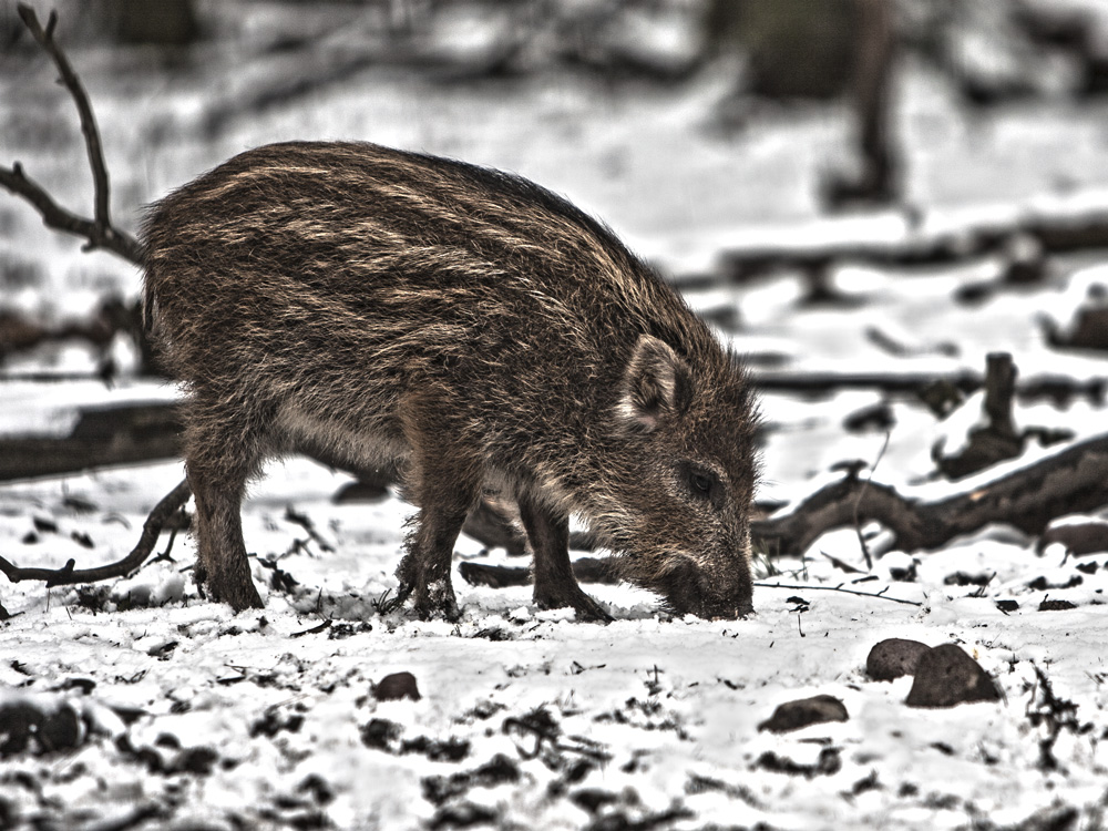 Das junge Wildschwein Das junge Wildschwein