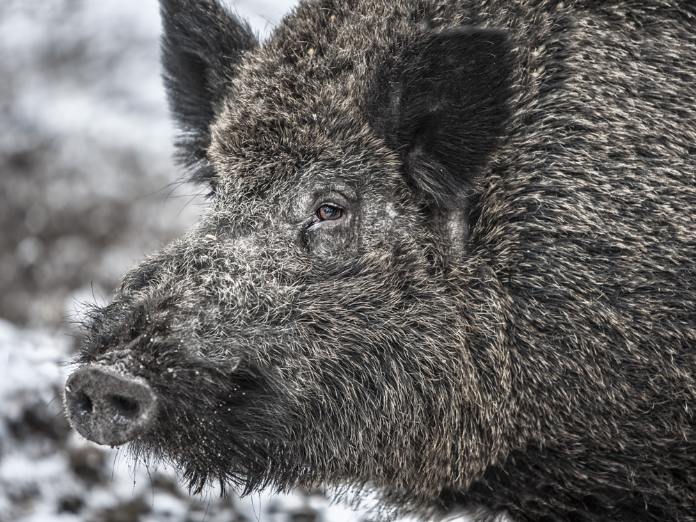 Wildschwein Wildschwein