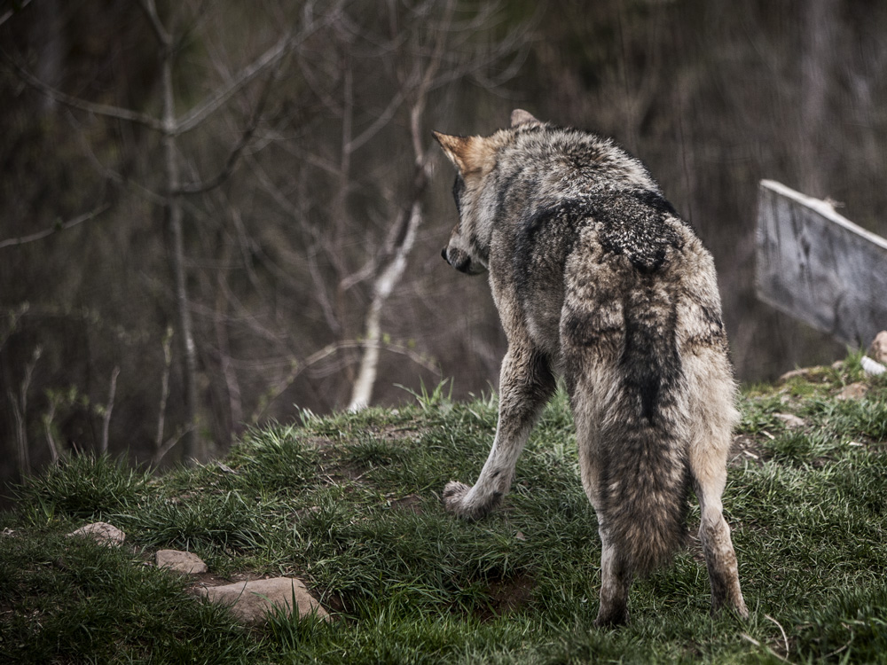 Wolf Wolf