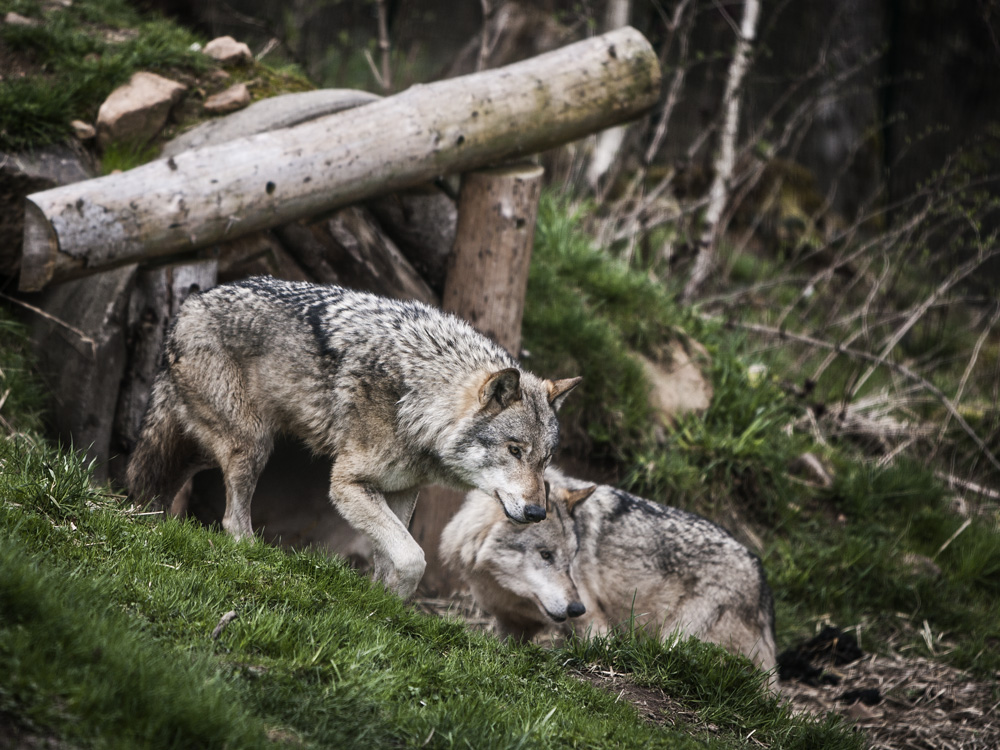 Wolfspaar Wolfspaar