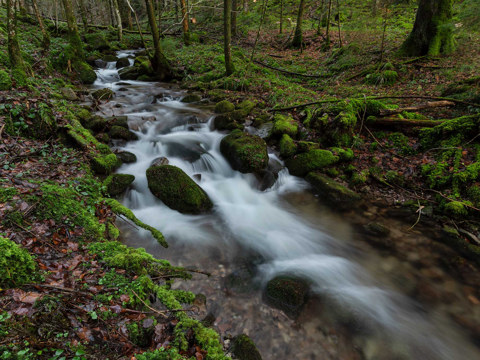 Bach im Wald