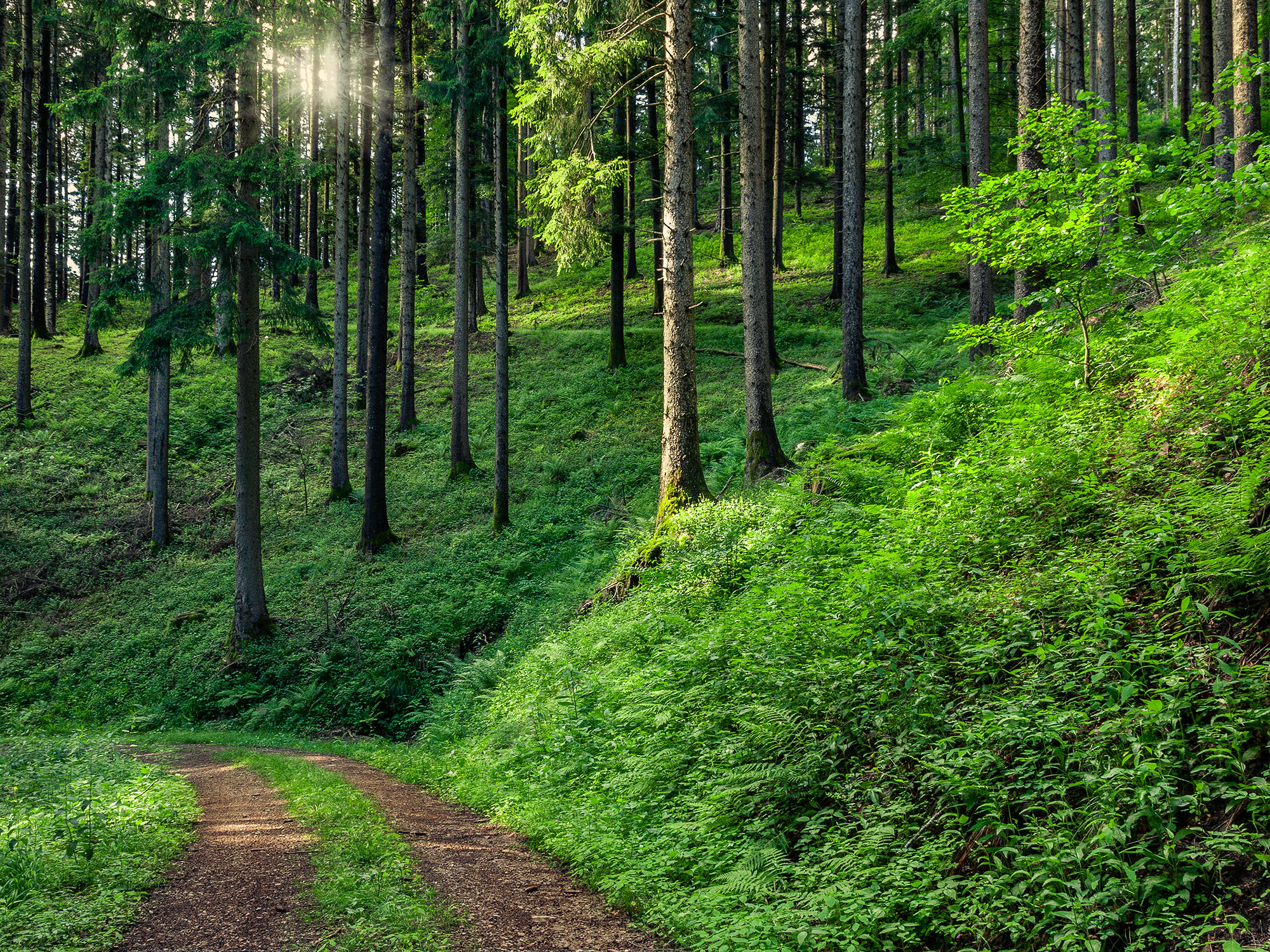 Morgen im Wald