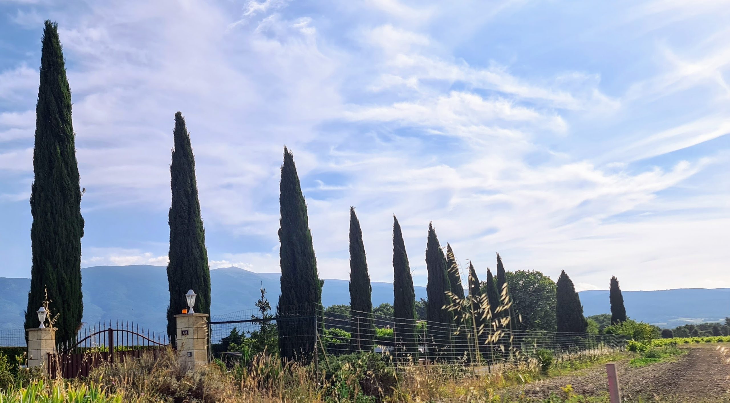 Mt. Ventoux among Cypresses