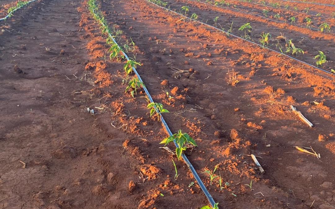 Landbouwproject in Murewa, Zimbabwe