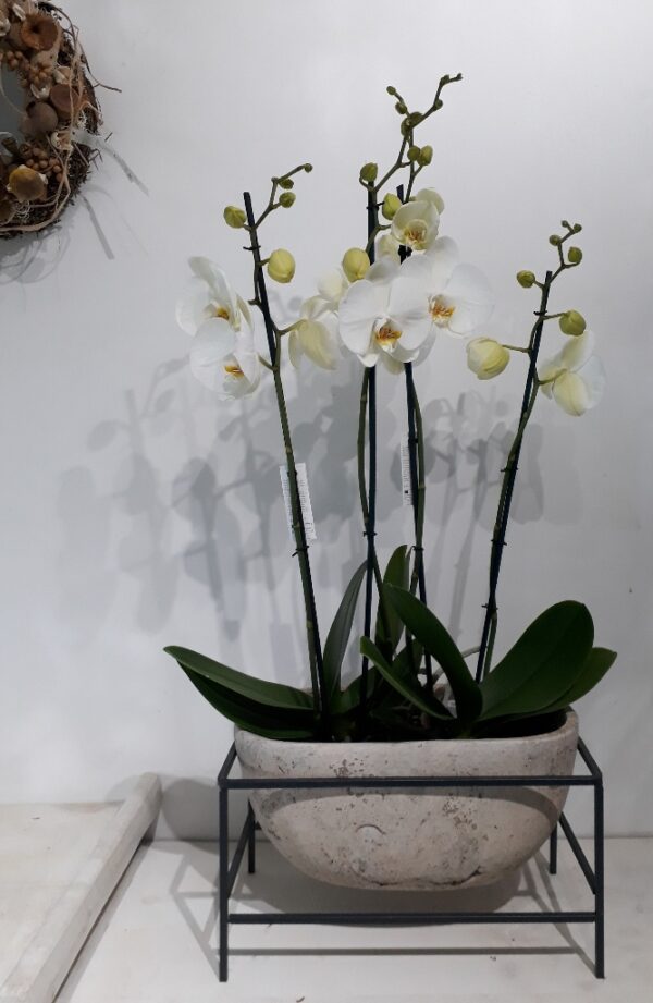 Schaal met orchidee