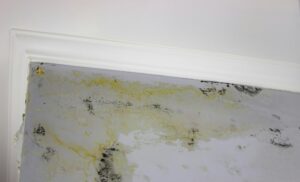 black mold on the wall. Fungus on the wall after the flooding of the house.