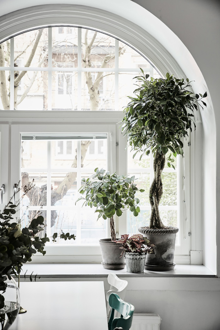 Fint i fönstren - stora fönster kräver högre växter - Blomfantast