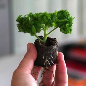 Pelargonium Graveolens Bontrosai - Toppstickling