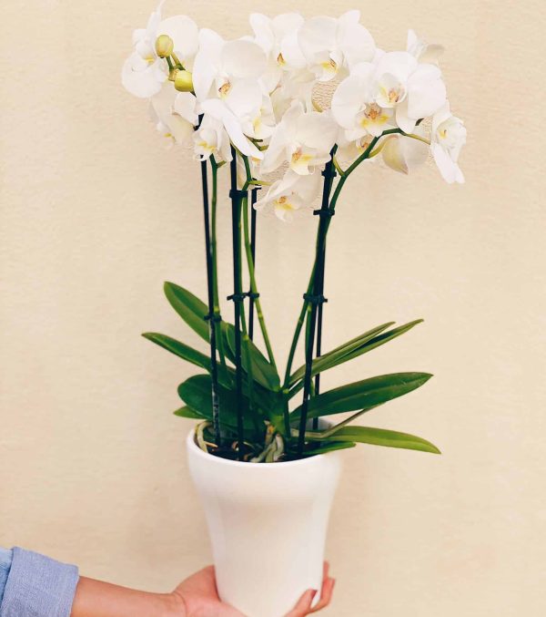 Vit orkidé. Skicka blommor Hisingen. Leverans samma dag.